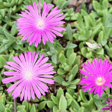 Organic Heirloom Non-GMO Lavender Delosperma Seeds for Planting – Succulent Blooms
