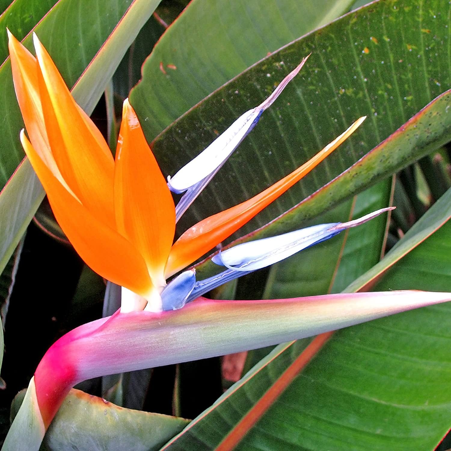 Strelitzia Reginae Orange Bird of Paradise Flower - for planting in home garden