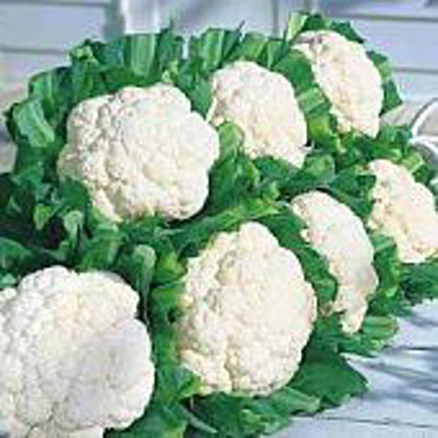 Snow Crown cauliflower seeds – early hybrid with compact, white heads