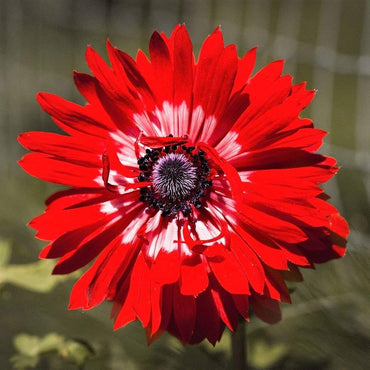 Red Double Daisy Anemone Seeds