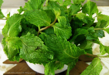 Spearmint Mentha Green Herb Seeds for Home Garden