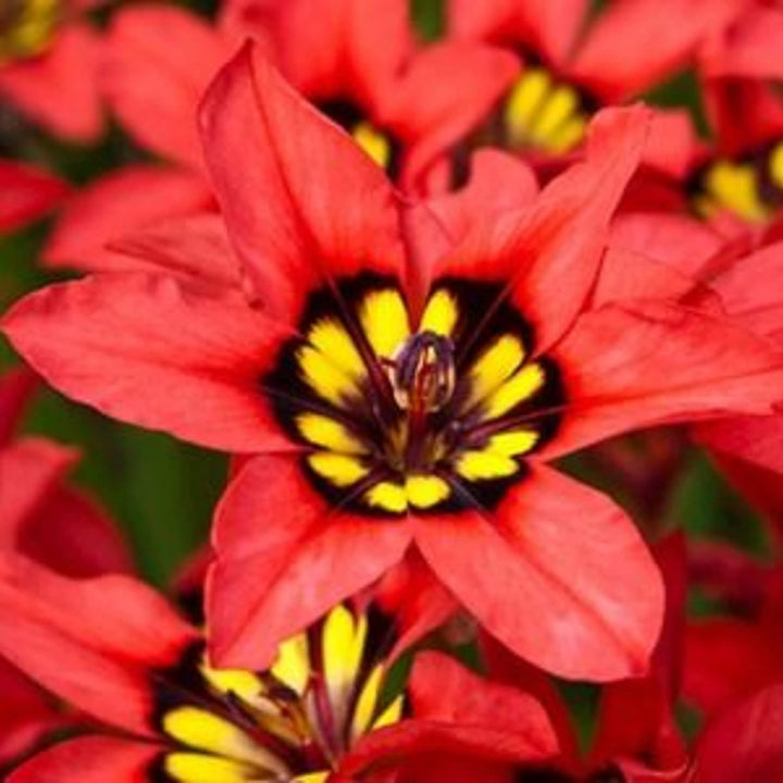 Heirloom Non-GMO Harlequin Flower Seeds for Planting – Colorful Ornamental Garden Blooms