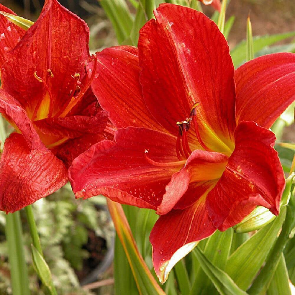 Hybrid Daylily Hemerocallis Flower - for planting in home garden