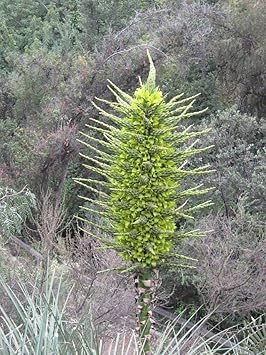 Heirloom Non-GMO Puya Plant Seeds – Exotic Flower Seeds for Garden Planting