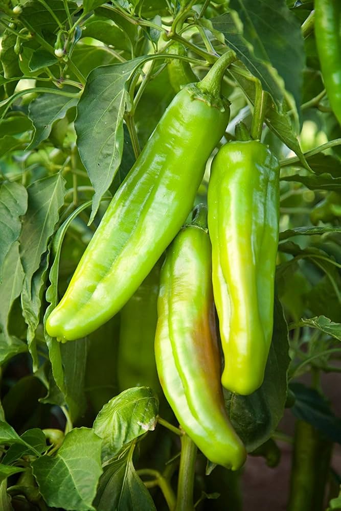 Big Jim pepper Capsicum annuum New Mexico heirloom vegetable seeds for planting in home garden or large pots