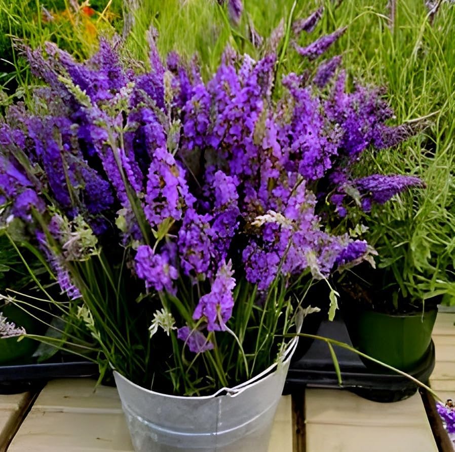 Lavender flower Lavandula angustifolia seeds for planting in indoor pots, herb spirals, or balcony gardens