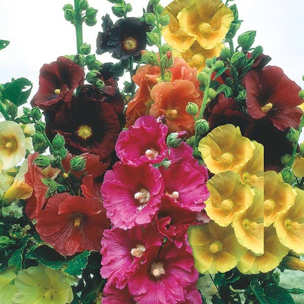 Hollyhock flower Alcea rosea seeds for planting in backyard flower beds or pollinator gardens