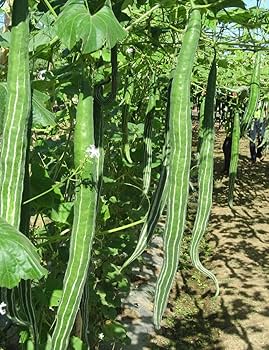 Snake Gourd Chachinda Vegetable Seeds