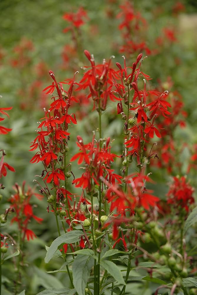 Lobelia Vulcan Red flower seeds (pelleted) for vibrant red annuals