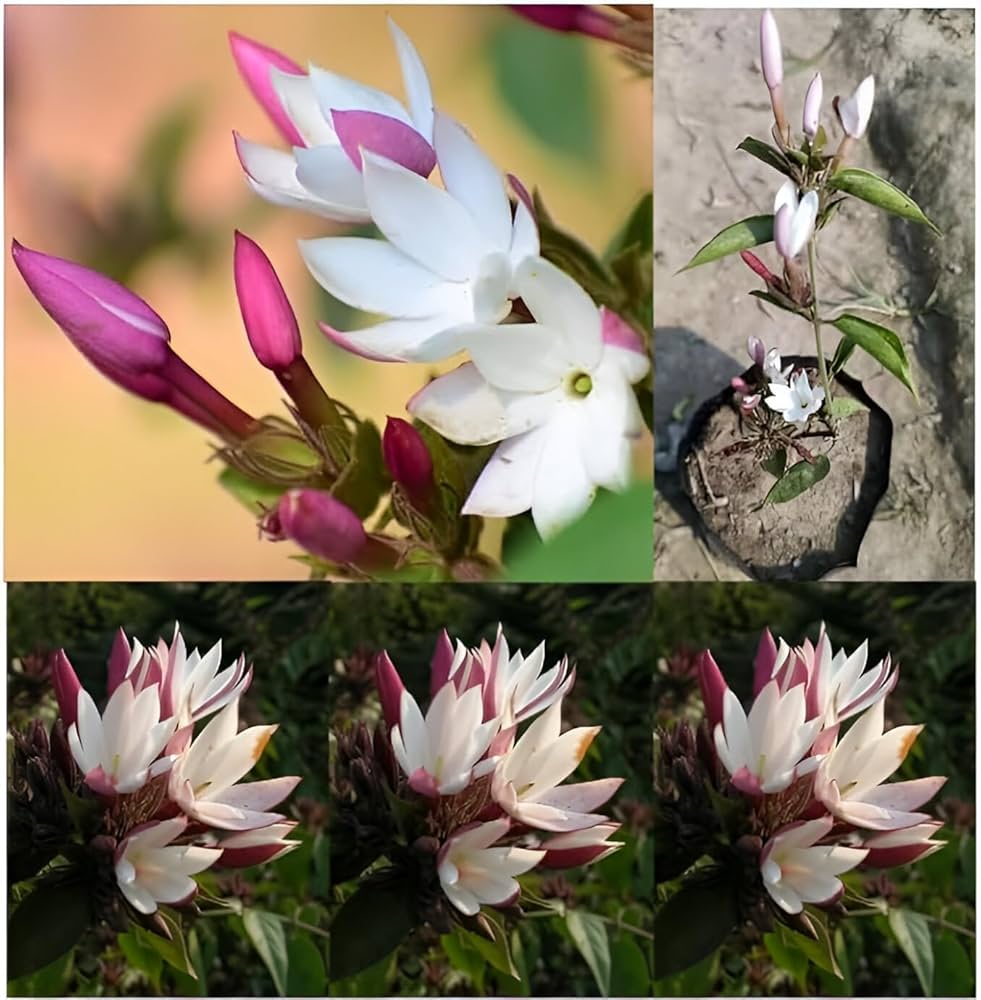 Pink plum blossoms from winter jasmine seeds blooming in soft winter light