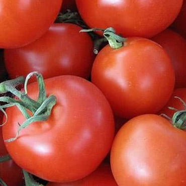 Homestead tomato heirloom variety seeds for planting in home vegetable gardens