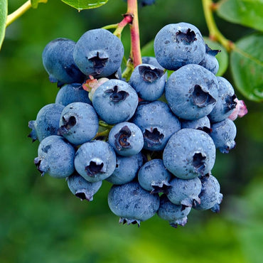 Blueberry Fruit Plant Seeds
