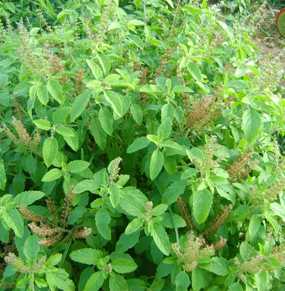 Lemon Basil Ocimum basilicum Herb Seeds for Planting in Kitchen Garden