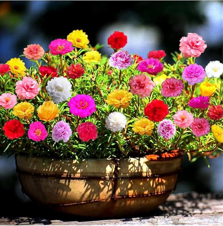 Black Peony Self-Seeding Annual Seeds for Planting home garden flower bed