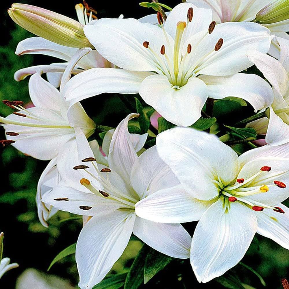 Pure White Lily Flower - for planting in home garden