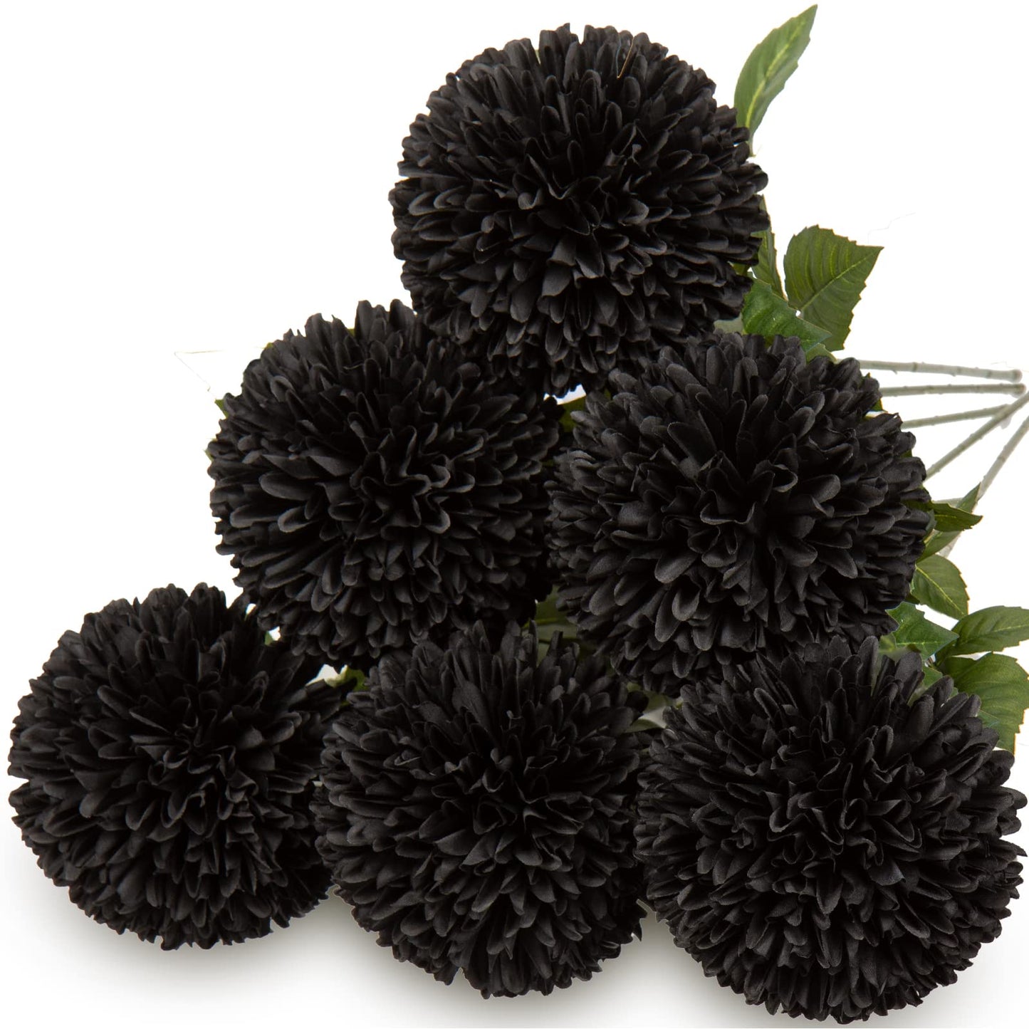 Chrysanthemum Black Perennial Flower Seeds