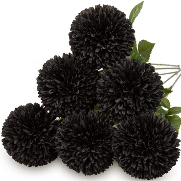Chrysanthemum Black Perennial Flower Seeds