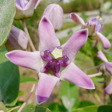 Milkweed flower Asclepias purpurascens purple seeds for planting in pollinator-friendly backyard gardens
