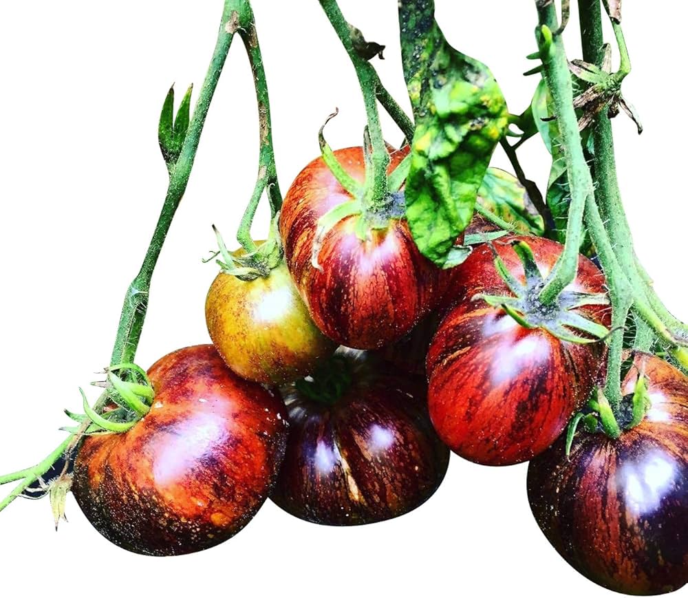 Seltene - Verändertes for planting in home garden