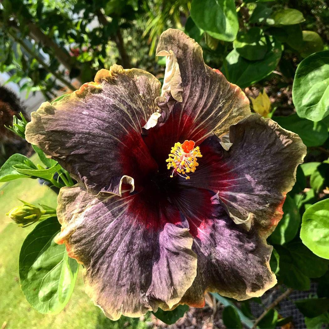 Double Dark Pink Hibiscus seeds (giant exotic) producing full-bodied, ruffled hibiscus flowers in rich dark pink, adding dramatic flair to your landscape