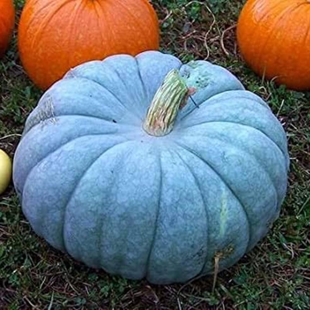 Blue Moon Pumpkin Seeds for Planting – Non-GMO, Heirloom Vegetable Seeds for Your Garden