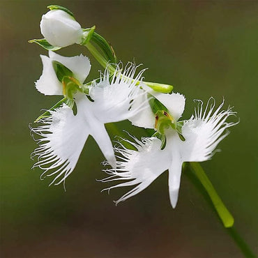 Japanese White Egret Orchid Rare Flower Seeds for Garden Planting