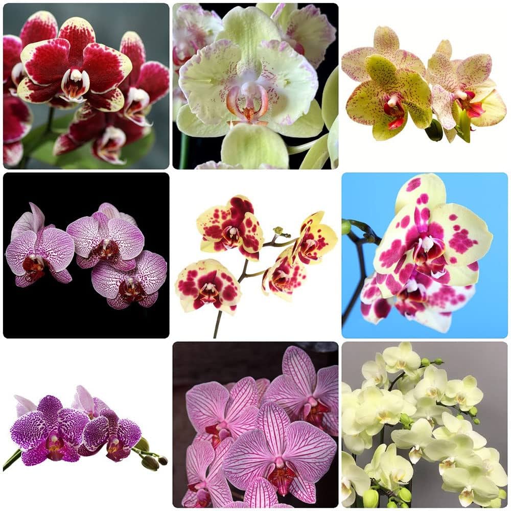 White Cymbidium Orchid Elegant Flower Seeds