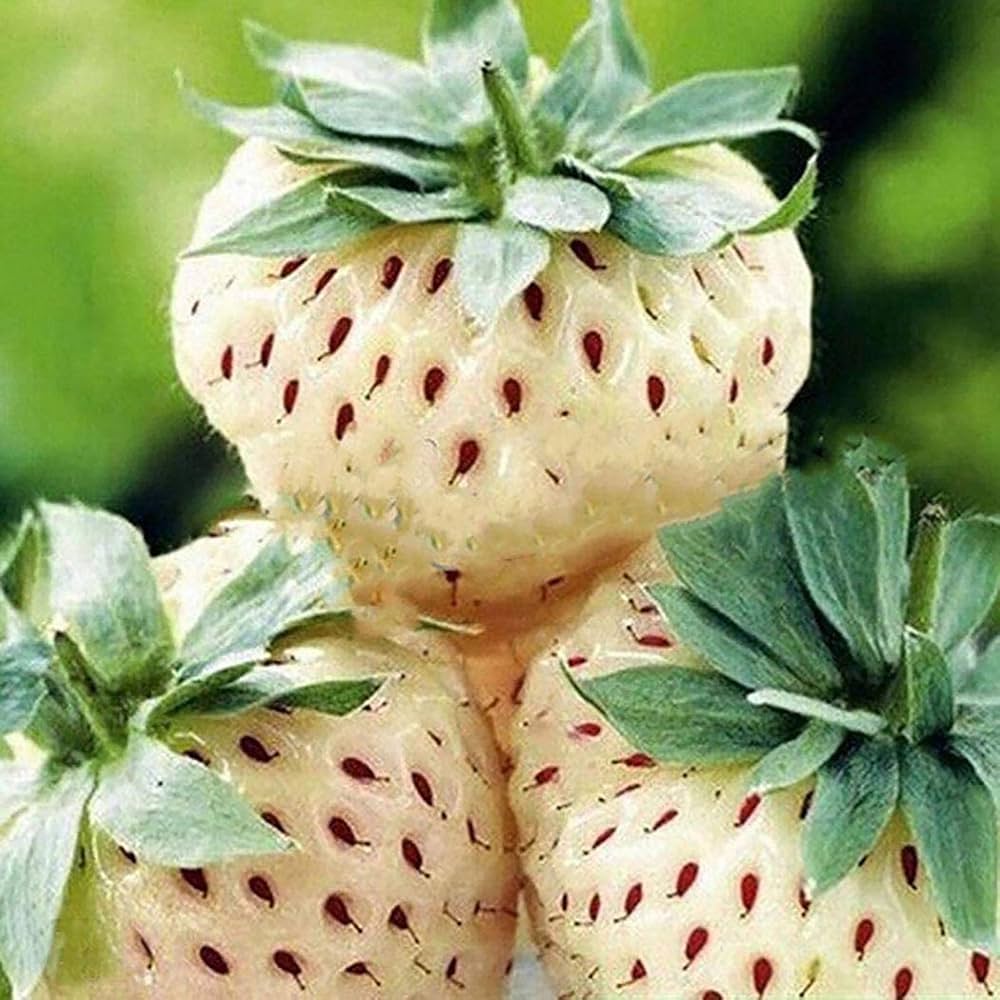 Fragissimo vanilla strawberry seeds for planting fragrant strawberry variety