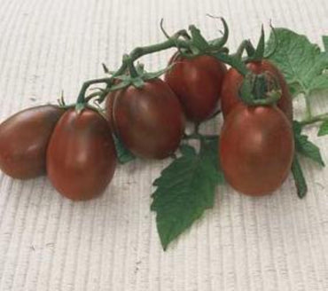Black Plum tomato seeds – rich-flavored heirloom for roasting and drying