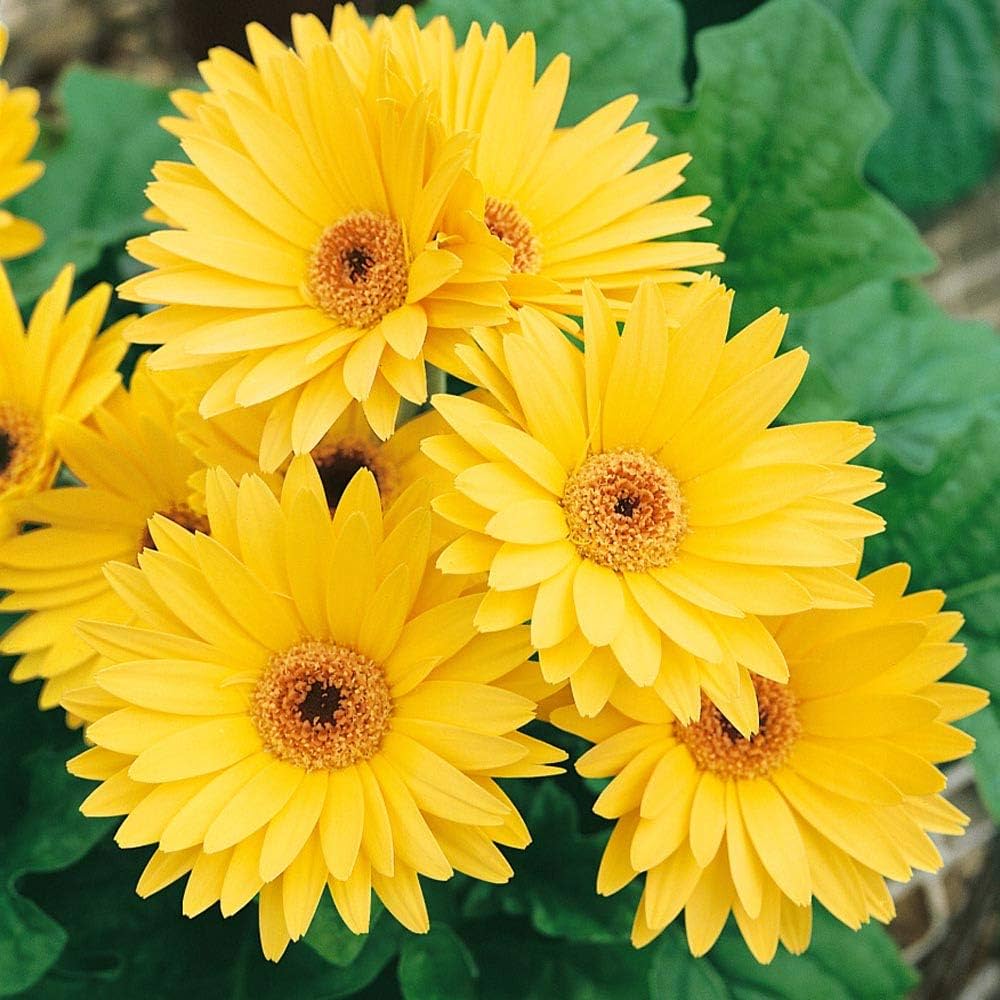 Gerbera Hybrid Perennial Flower Seeds for Home and Garden