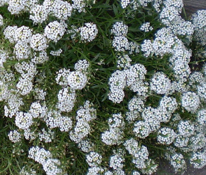 Heirloom Tiny Tim Alyssum Flower Seeds for Planting, Non-GMO, Fragrant Garden Blooms