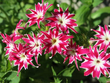 Hot Pepper ‘Tobago Seasoning’ seeds – spicy Caribbean variety