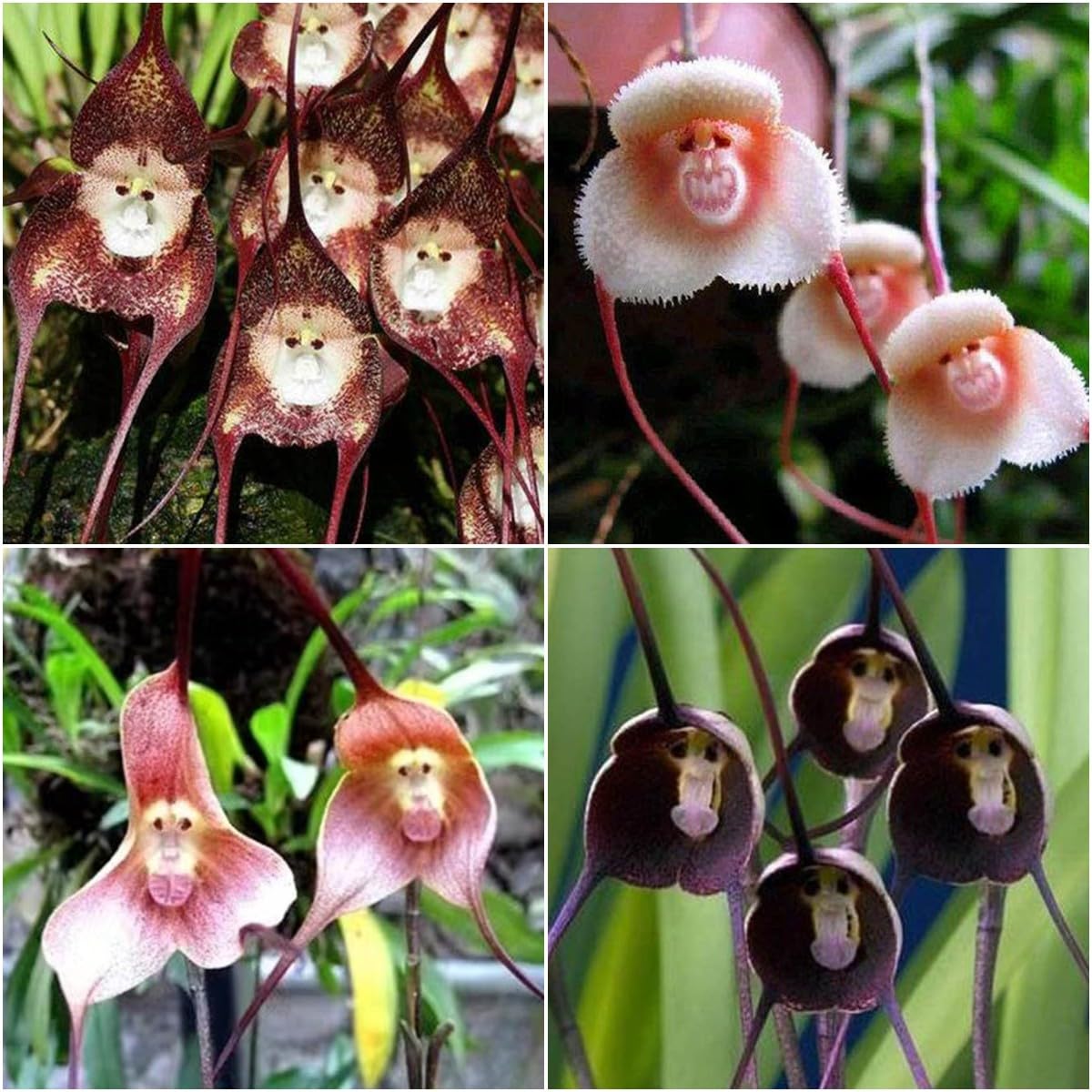 Baby Face Orchid Rare Perennial Flower Seeds