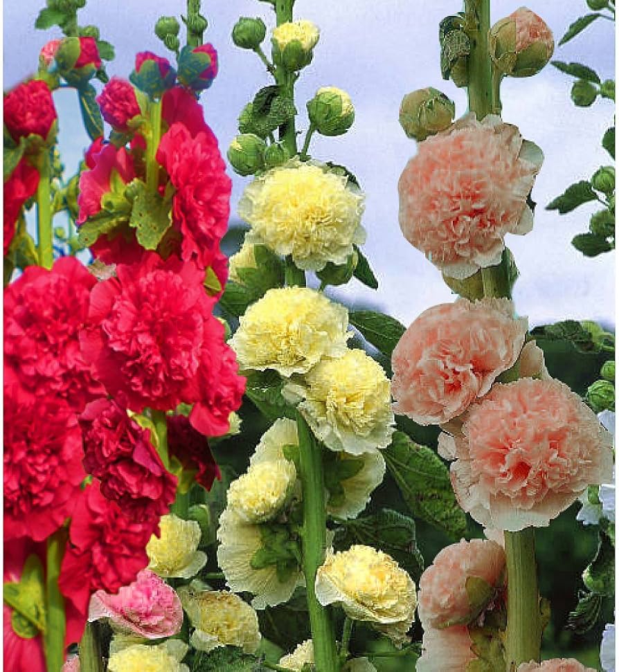 Hollyhock flower Alcea rosea double yellow perennial seeds for planting in backyard garden beds
