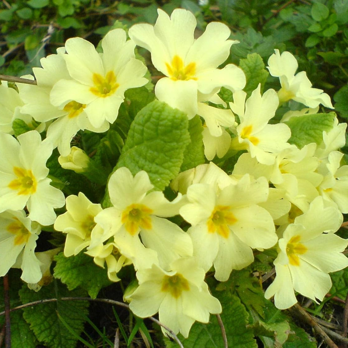 Heirloom Non-GMO Primula Malacoides Flower Seeds for Planting – Light Yellow Delicate Blooms