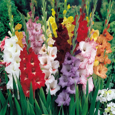 Royal Glamini Gladiolus Blend