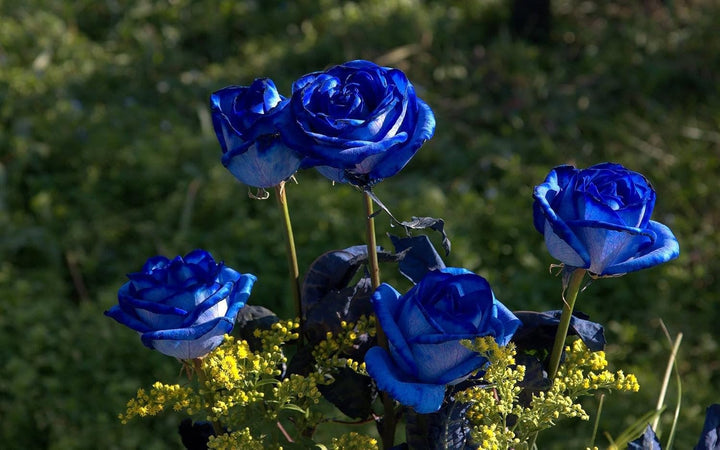 Blue Rose Heirloom Non-GMO Seeds for Planting