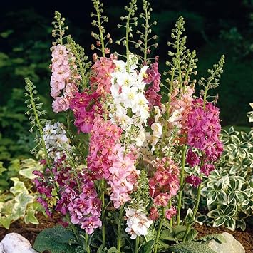 Heirloom Oxtail Verbascum Flower Seeds, Non-GMO Tall Spiked Blooms for Cottage and Wildflower Garden Planting