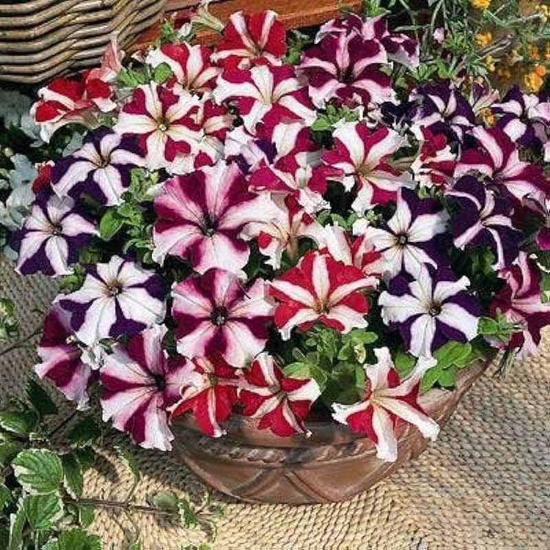 Petunia Hybrida Semi-Climbing Multicolor Flower Seeds