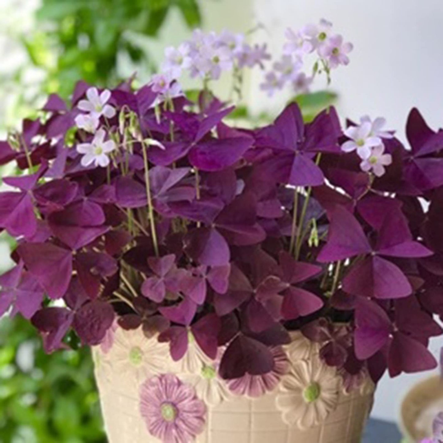 Oxalis Acetosella Violet Flower Seeds for Domestic Garden