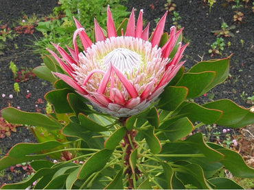Heirloom Non-GMO Protea Cynaroides Flower Seeds for Striking Garden Landscapes and Outdoor Planting