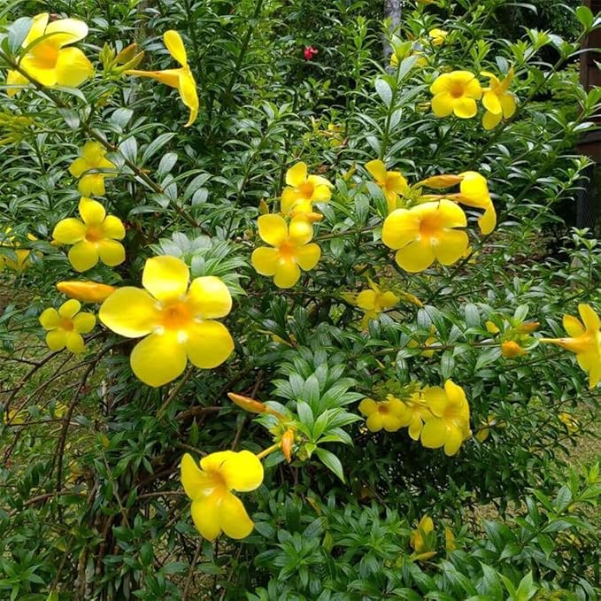 Organic Yellow Allamanda Flower Seeds for Planting – Heirloom, Non-GMO