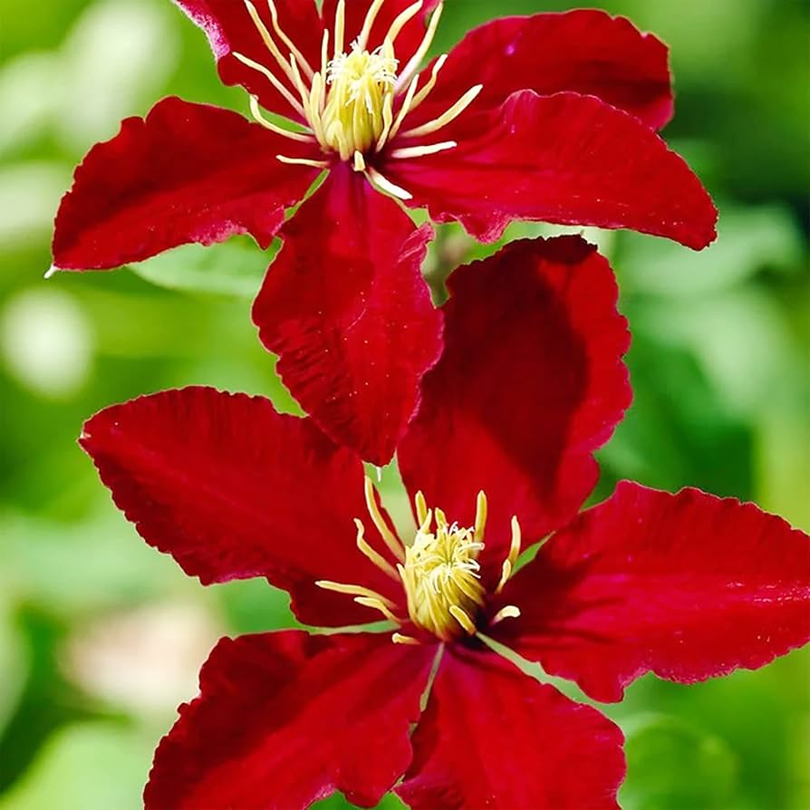 Clematis flower Clematis spp. bright red seeds for planting in vertical gardens or climbing trellises