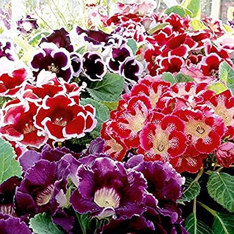 Gloxinia Flower Seeds for Home Garden Bonsai