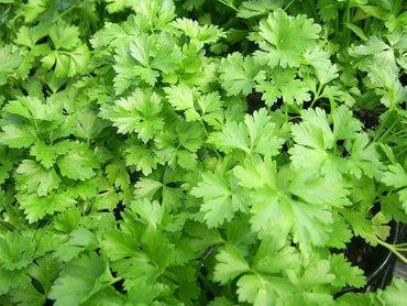 Coriander Panipat Vegetable Seeds