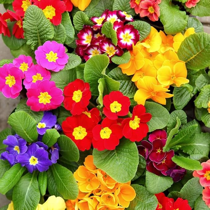 Heirloom Multi-Colored Primula Malacoides Flower Seeds – Non-GMO Vibrant Garden Blooms for Planting
