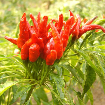 Golden Cayenne Pepper seeds – spicy garden starter, heirloom quality