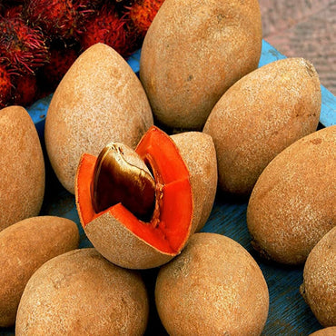 Sapote Seeds for Creamy, Sweet Tropical Fruits 100 pcs