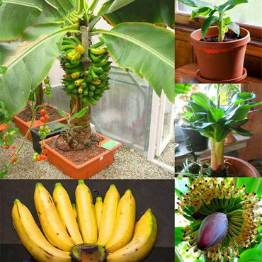 Banana Rare China Fruit Seeds for Home Garden Planting