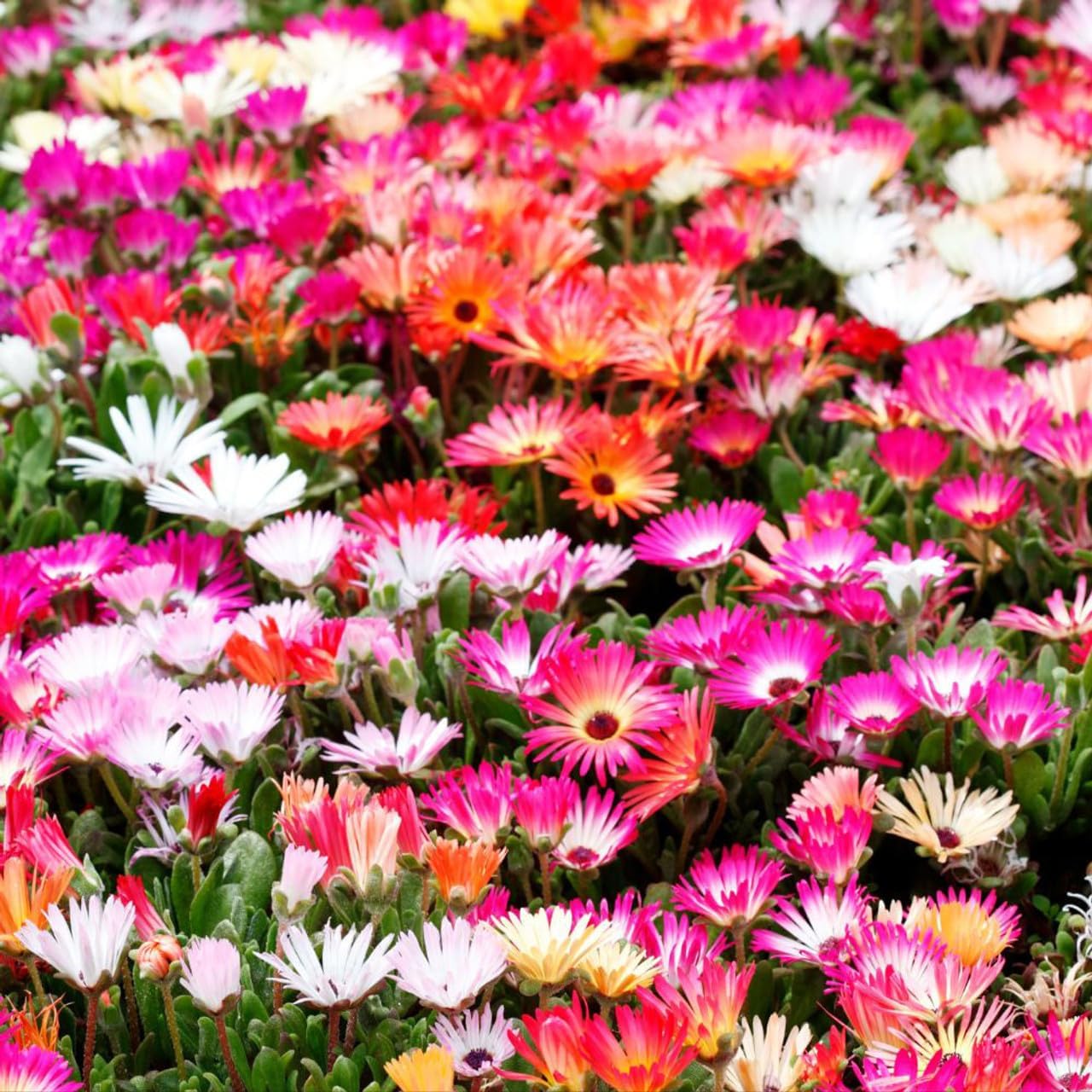 Mesembryanthemum Flower Seeds Heirloom Non GMO Planting - 100